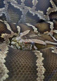 Фото Новый синтаксис старой команды with в Python 3.10