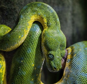 Заметка Обзор изменений в Python 3.7 Фото Обзор изменений в Python 3.7