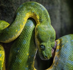 Заметка Основы работы с потоками в Python Фото Основы работы с потоками в Python